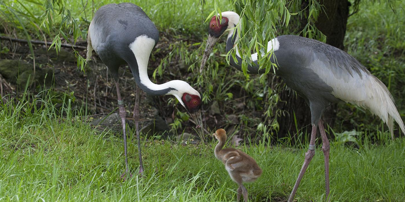 Two adult white naped cranes and chicks