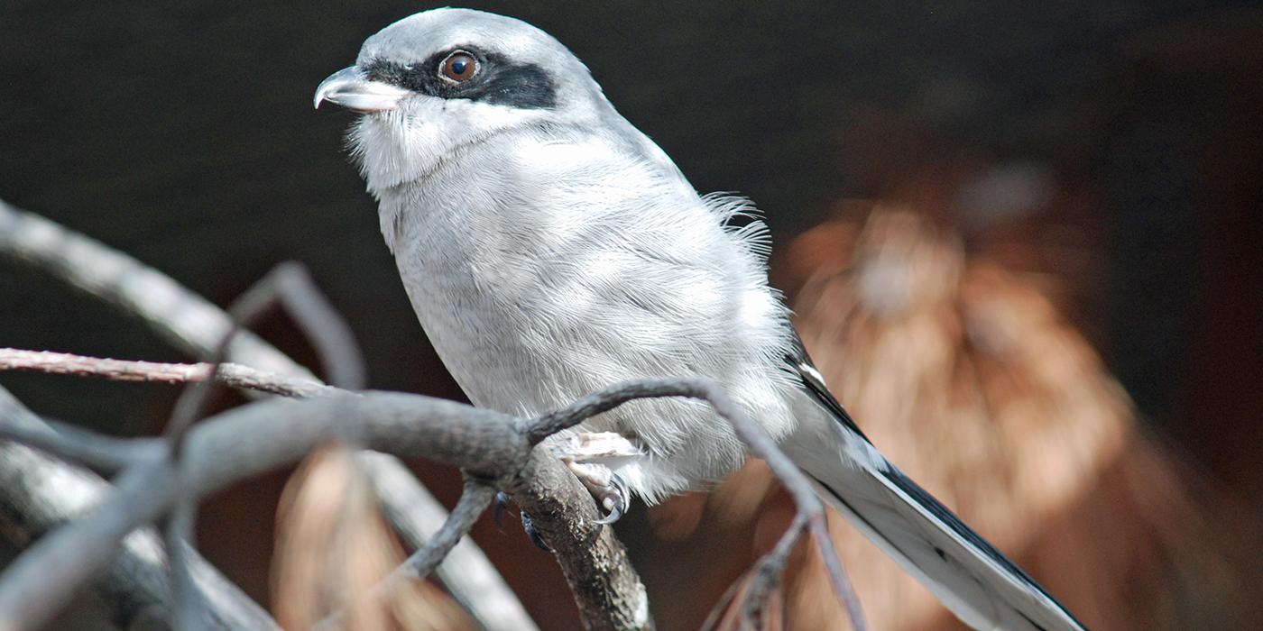 A loggerhead shrike perched on a branch