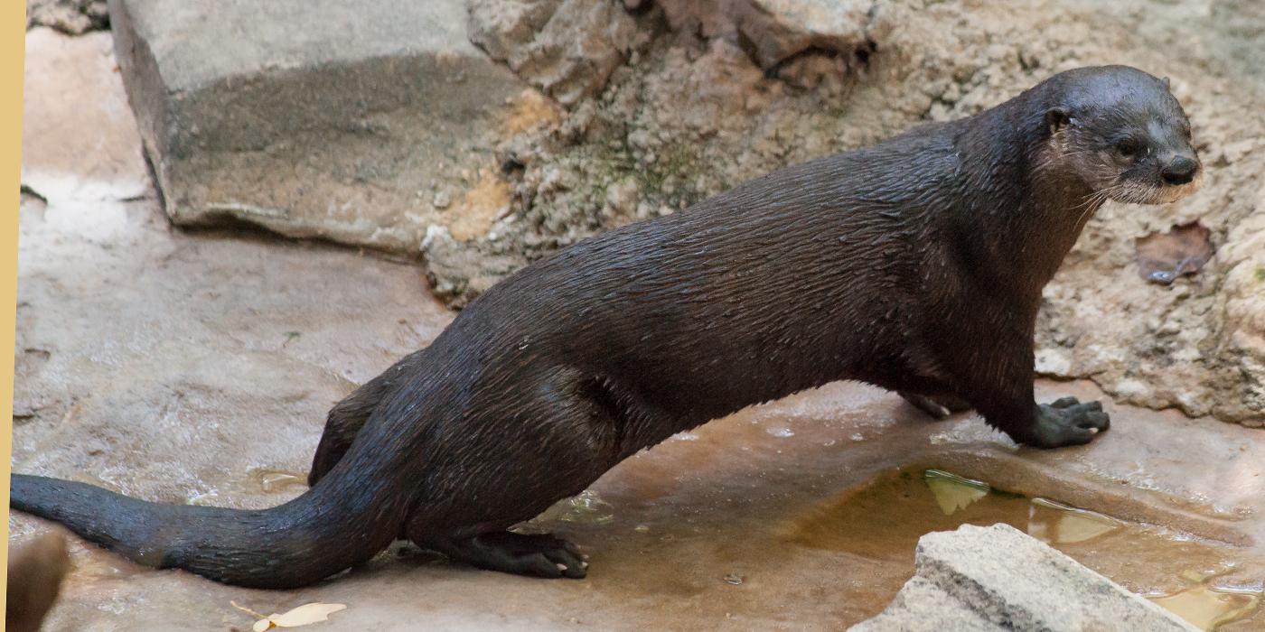 A North American river otter climbing on some rocks