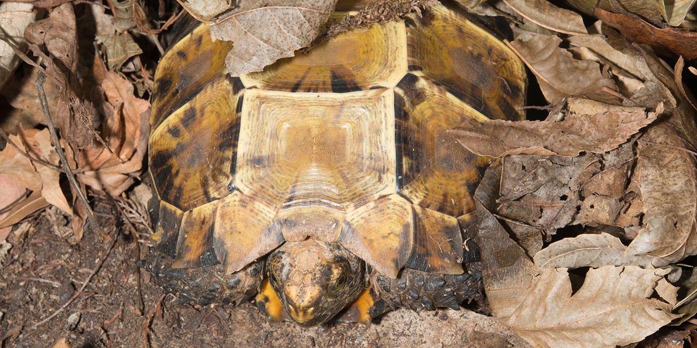 A small tortoise with a boxy shell, called an impressed tortoise, sits tucked into a pile of fallen leaves