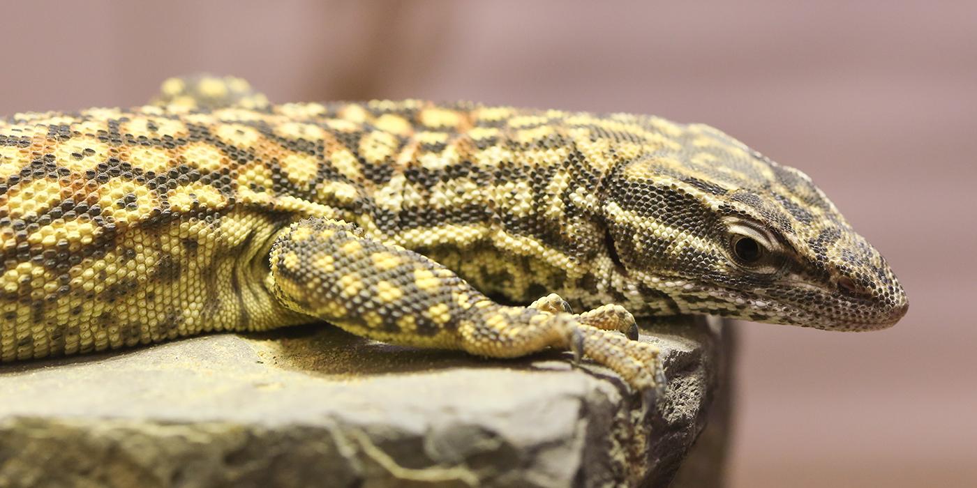 A lizard, called a spiny-tailed monitor, with a long body and tail, short legs, clawed digits and a spotted pattern of scales.