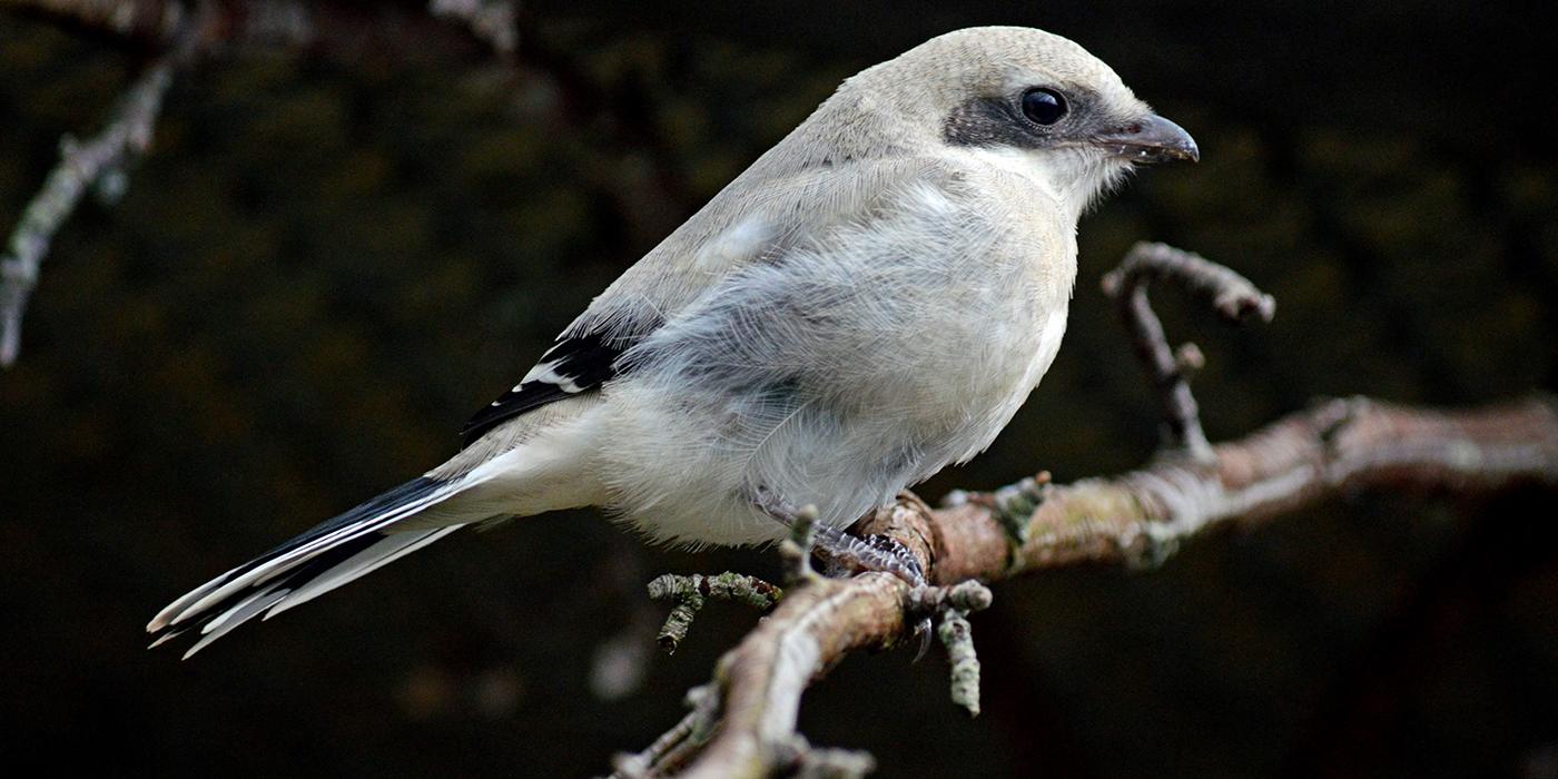 A loggerhead shrike perched on a branch