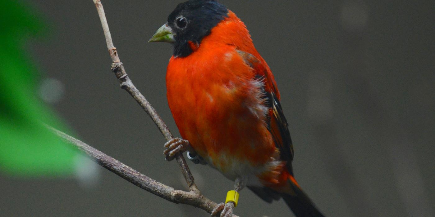 A red siskin bird perched on a tree branch 