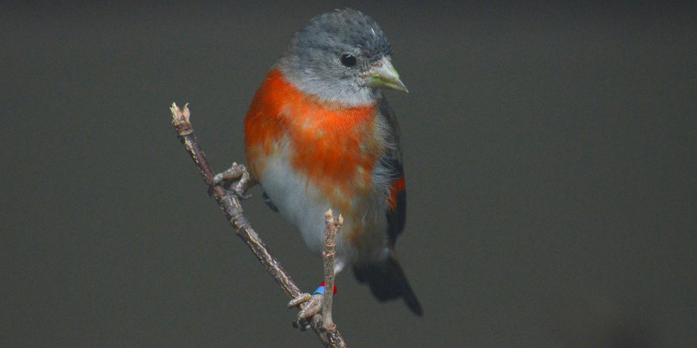 A red siskin bird perched on a tree branch 