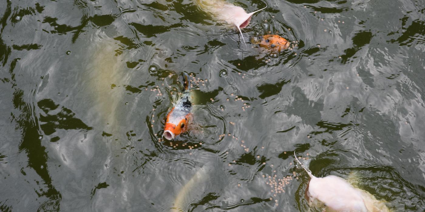 An orange and white Japanese koi fish swimming with channel catfish in a pond