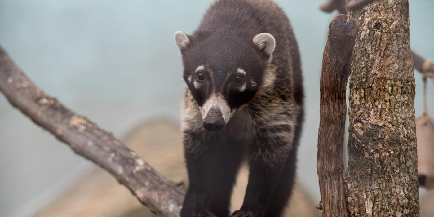 A white-nosed coati climbing on a tree branch