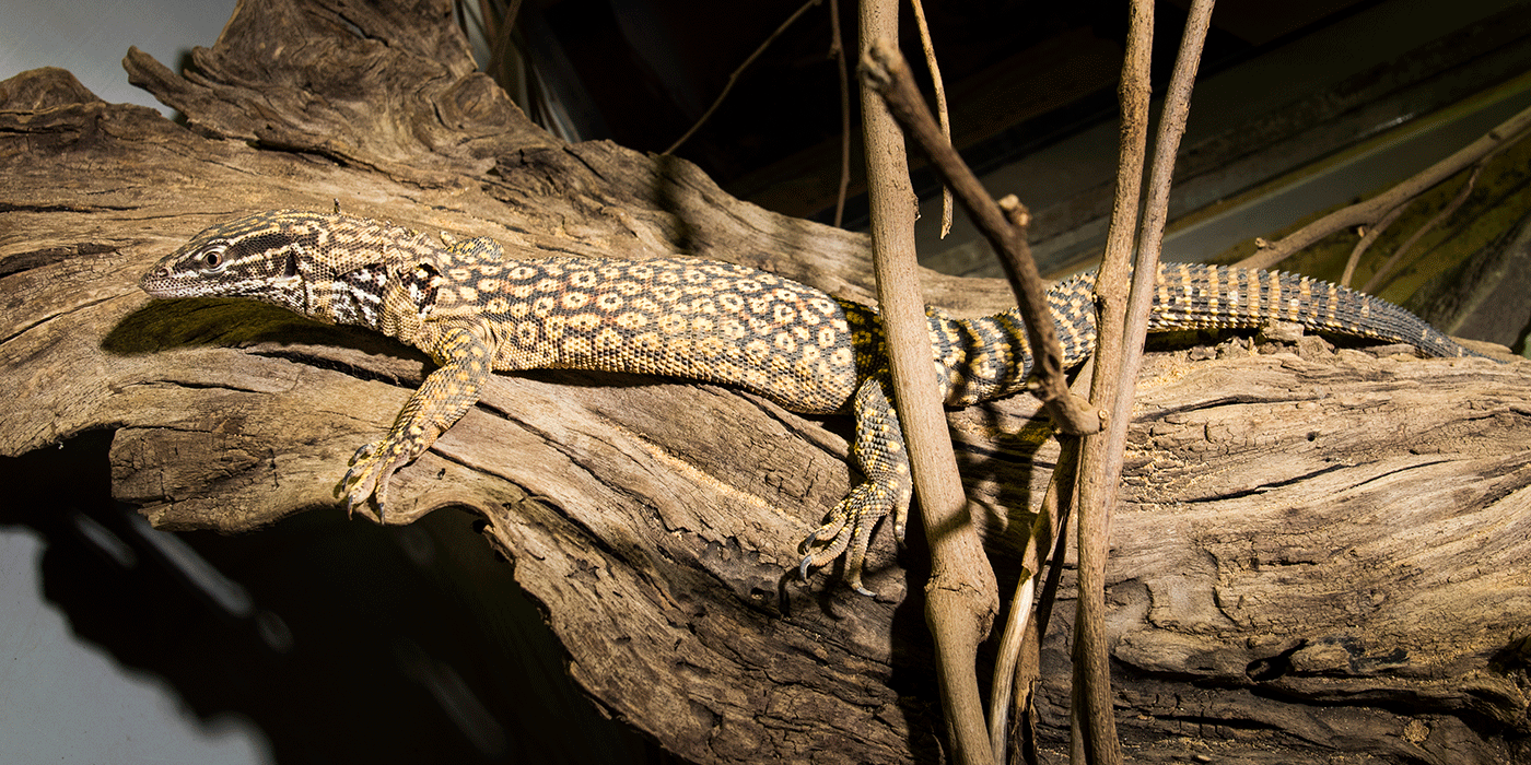 A lizard, called a spiny-tailed monitor, with a long body and tail, short legs, clawed digits and a spotted pattern of scales.