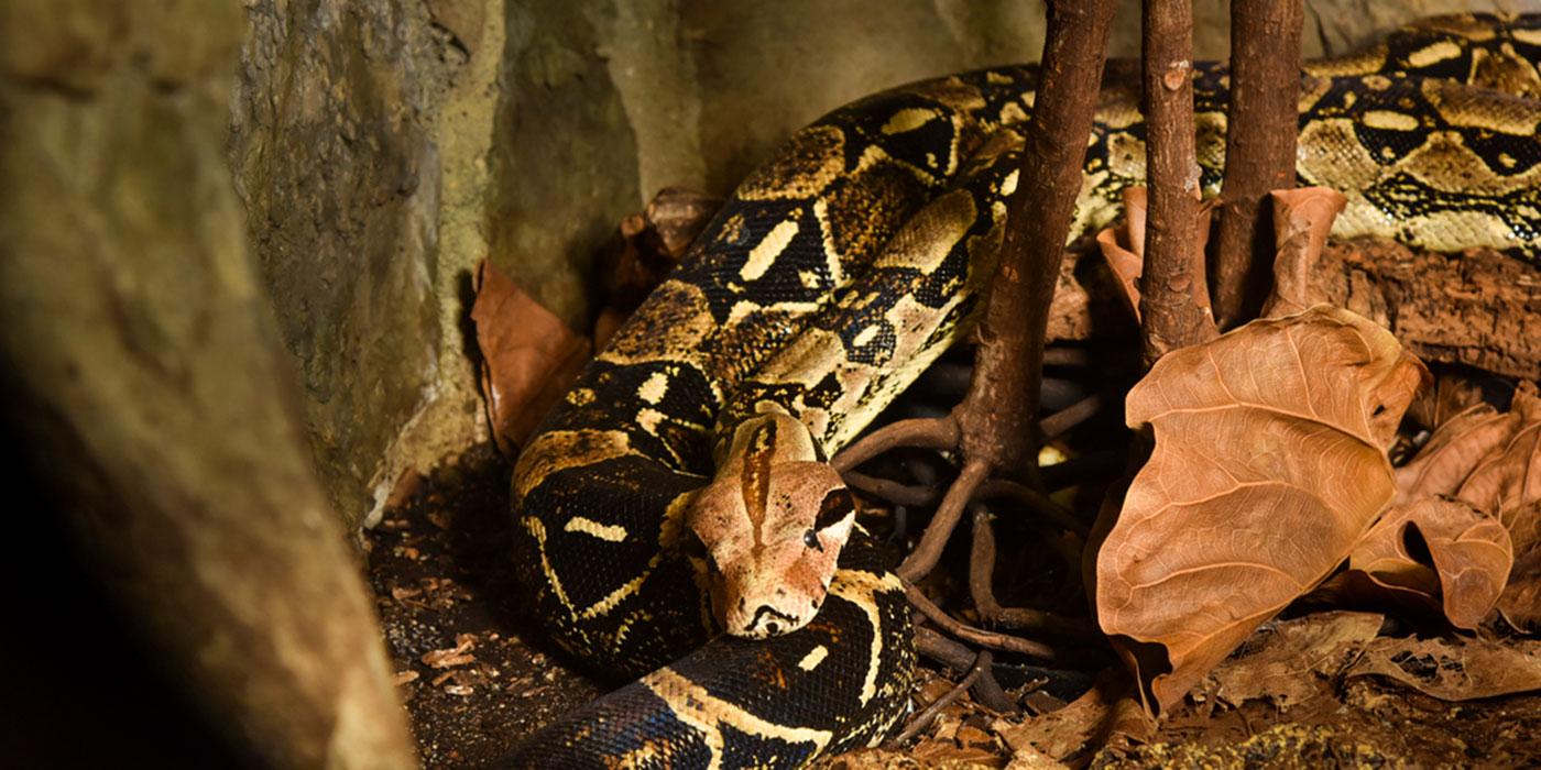 A large snake with a black and white diamond pattern rests on a log near fallen leaves, dirt and a large rock