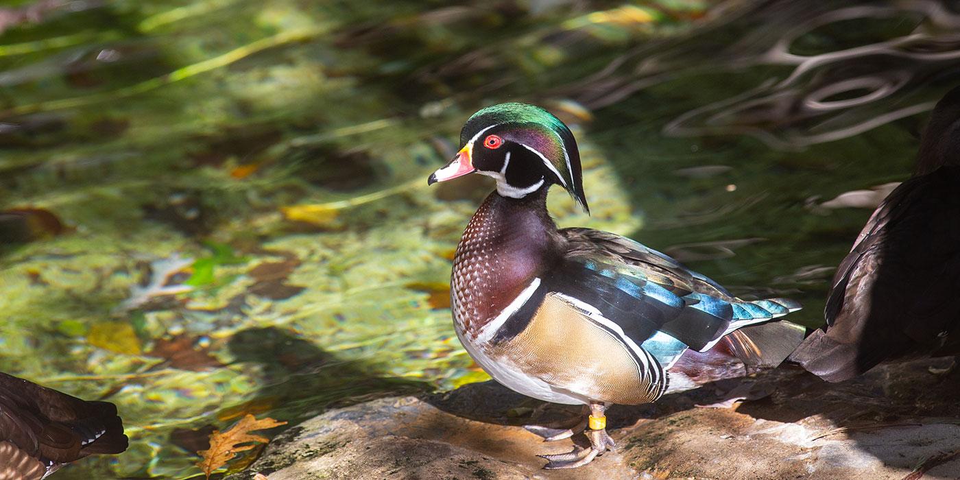 A multicolored wood duck with red eyes and webbed feet stands on a rock