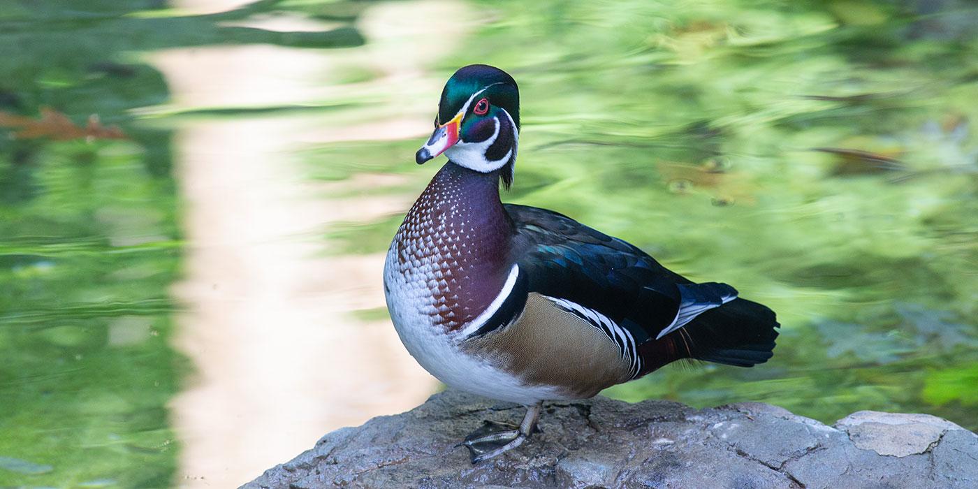 A multicolored wood duck with red eyes and webbed feet stands on a rock