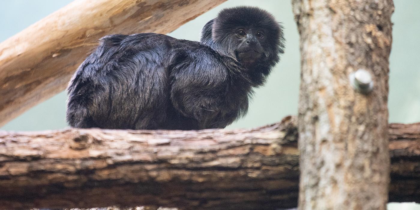 A small monkey, called a Goeldi's monkey, perched on a tree branch. It has long, thick black fur, a mane around its head and a long tail.