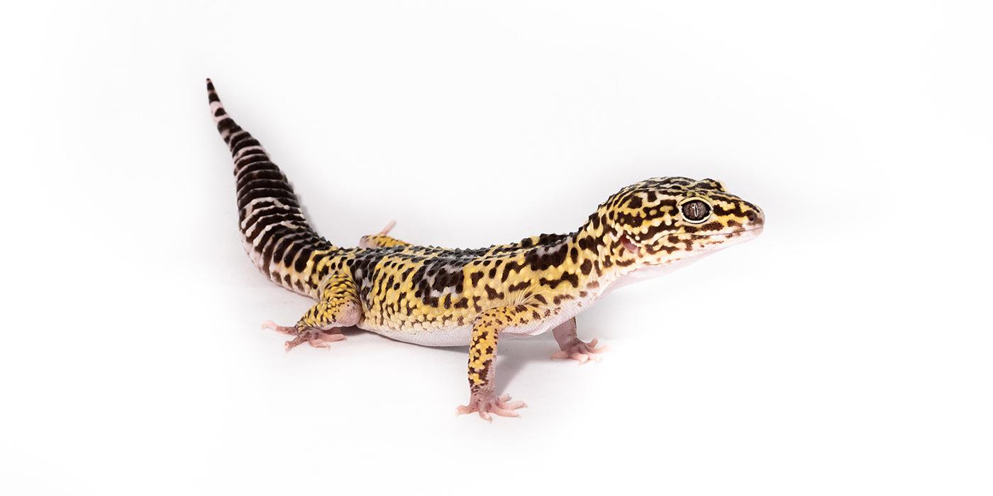 A small reptile, called an Iranian gecko, with short limbs, a thick striped tail and mottled brown and yellow patterning