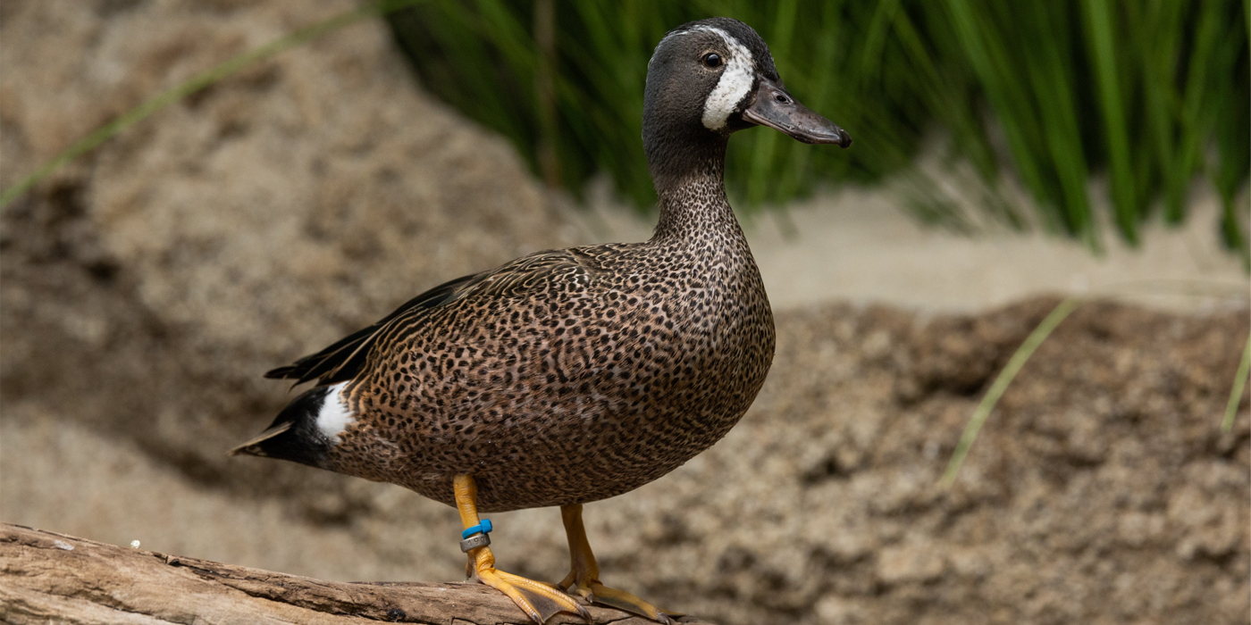 A male blue-winged teal stands atop of a rock in its indoor habitat area.