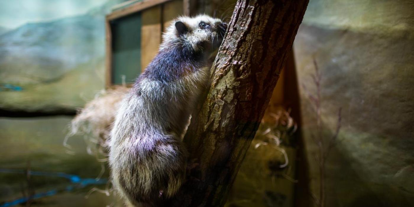 A northern Luzon giant cloud rat, a large rodent with thick fur, climbs on a tree branch