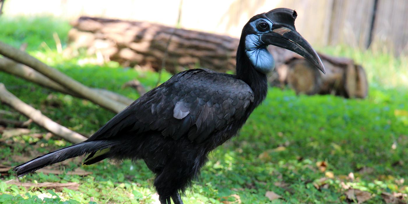 An abyssinian ground hornbill