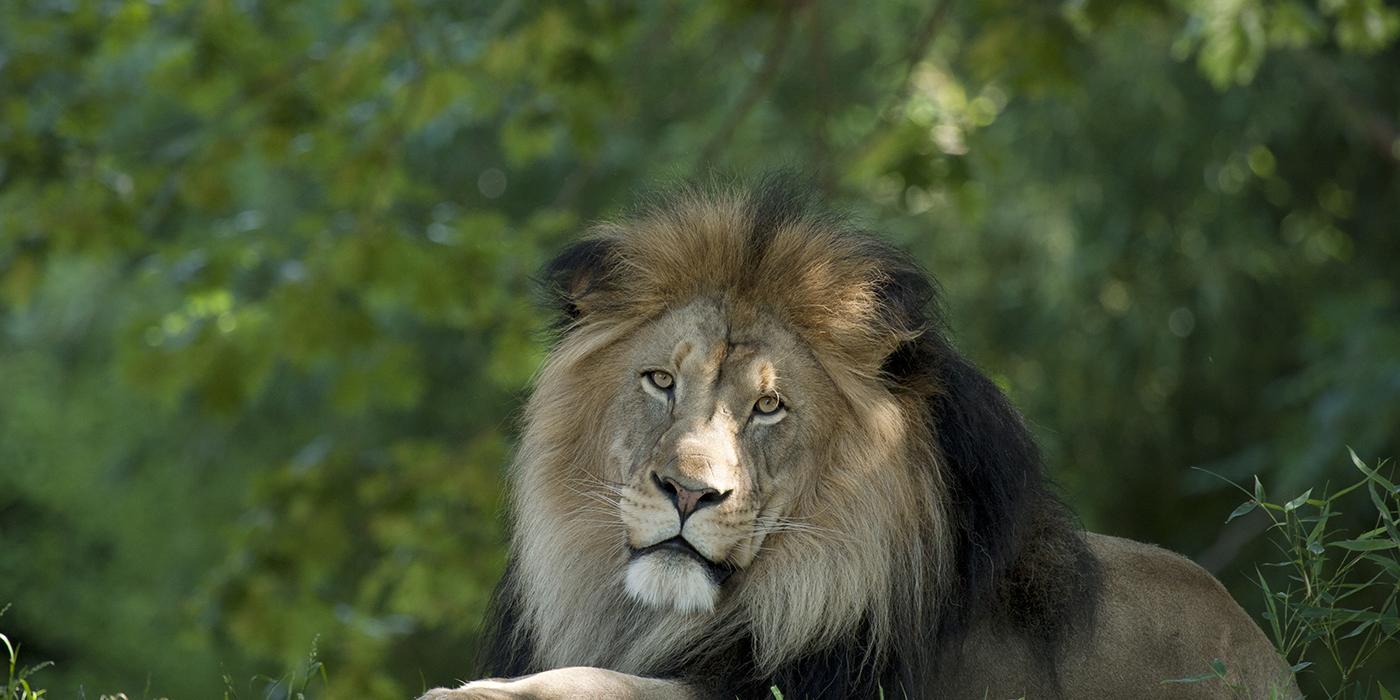 A male African lion laying on the ground with greenery in the background