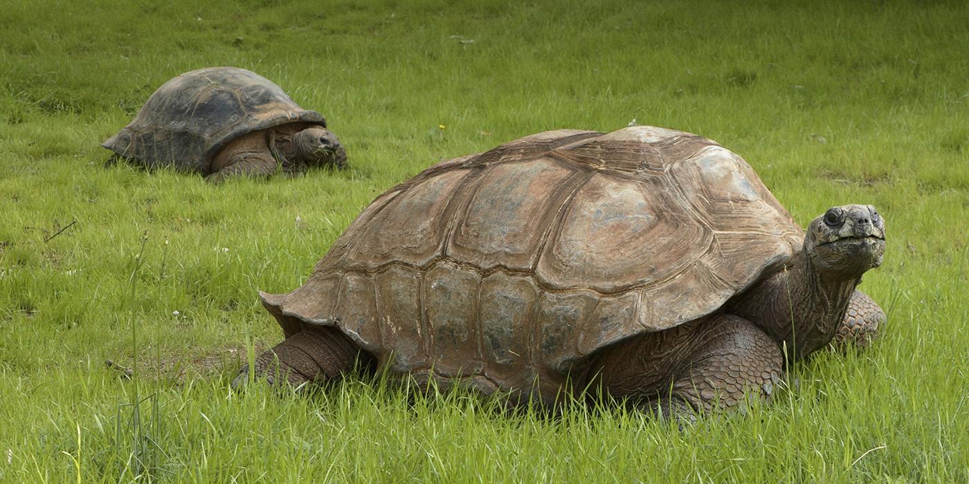 Aldabra Tortoise in the grass