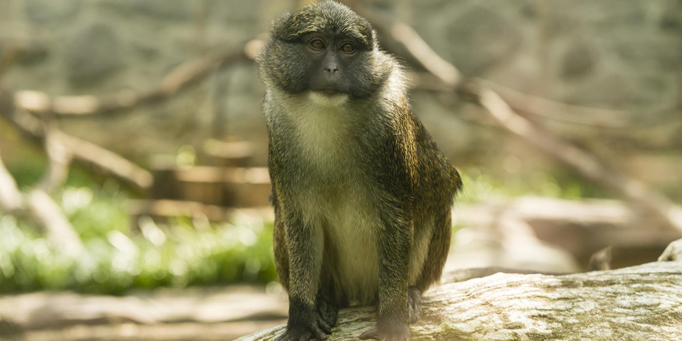 Allen's swamp monkey