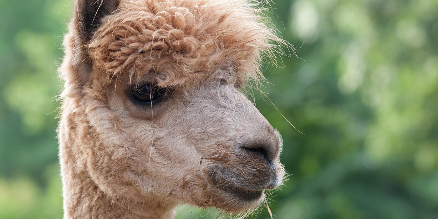 A close-up of a beige alpaca's face