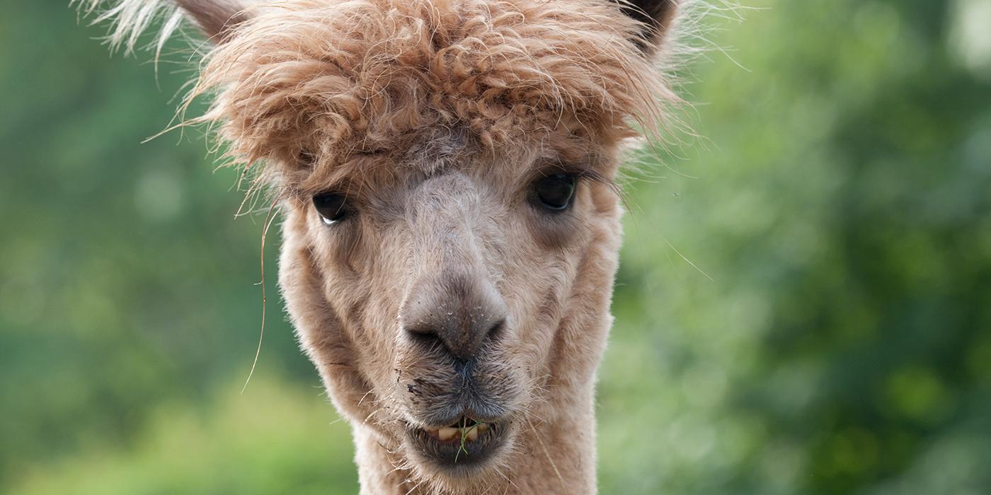 A close-up of a beige alpaca's face