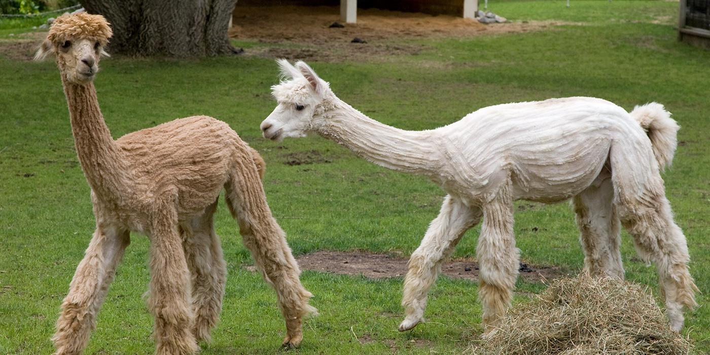 Two beige and white alpacas with sheered fur walking in the grass