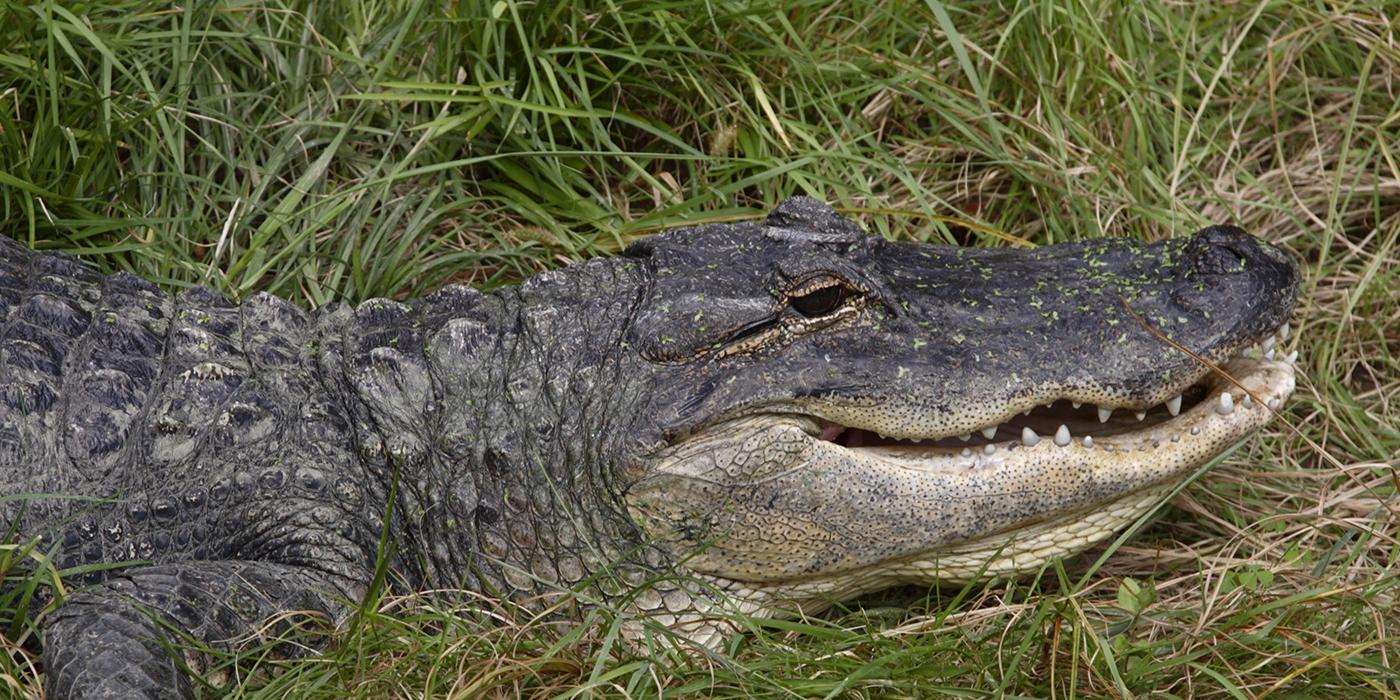 American alligator in the grass