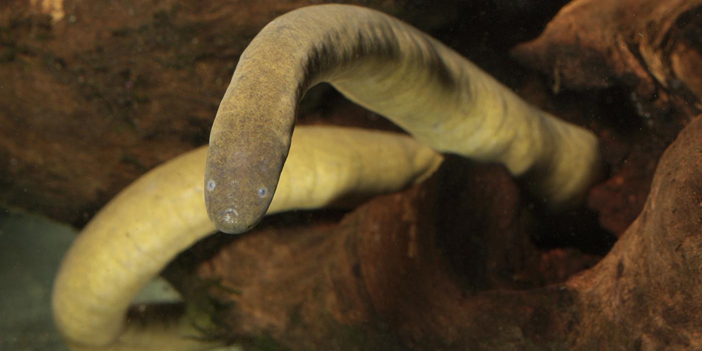 Pale, wormlike creature with smooth skin underwater. The eyes and mouth are not very apparent