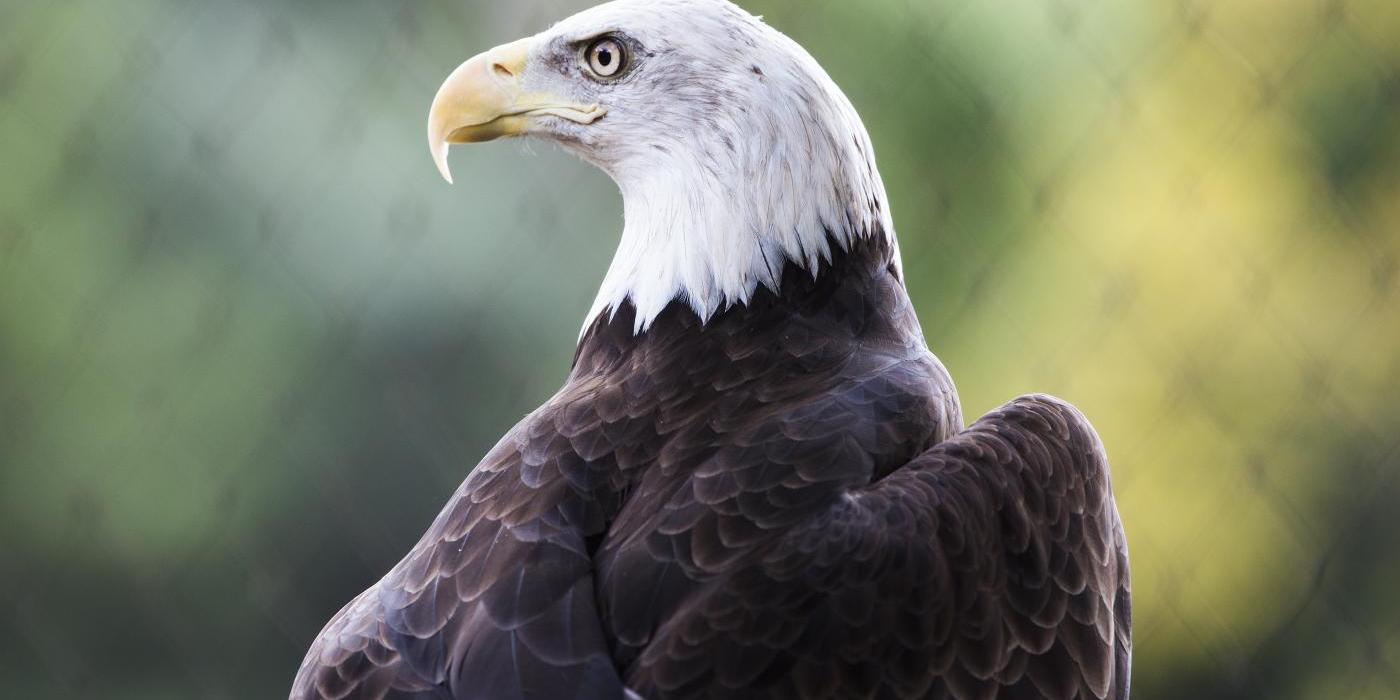 Bald Eagle leaf background