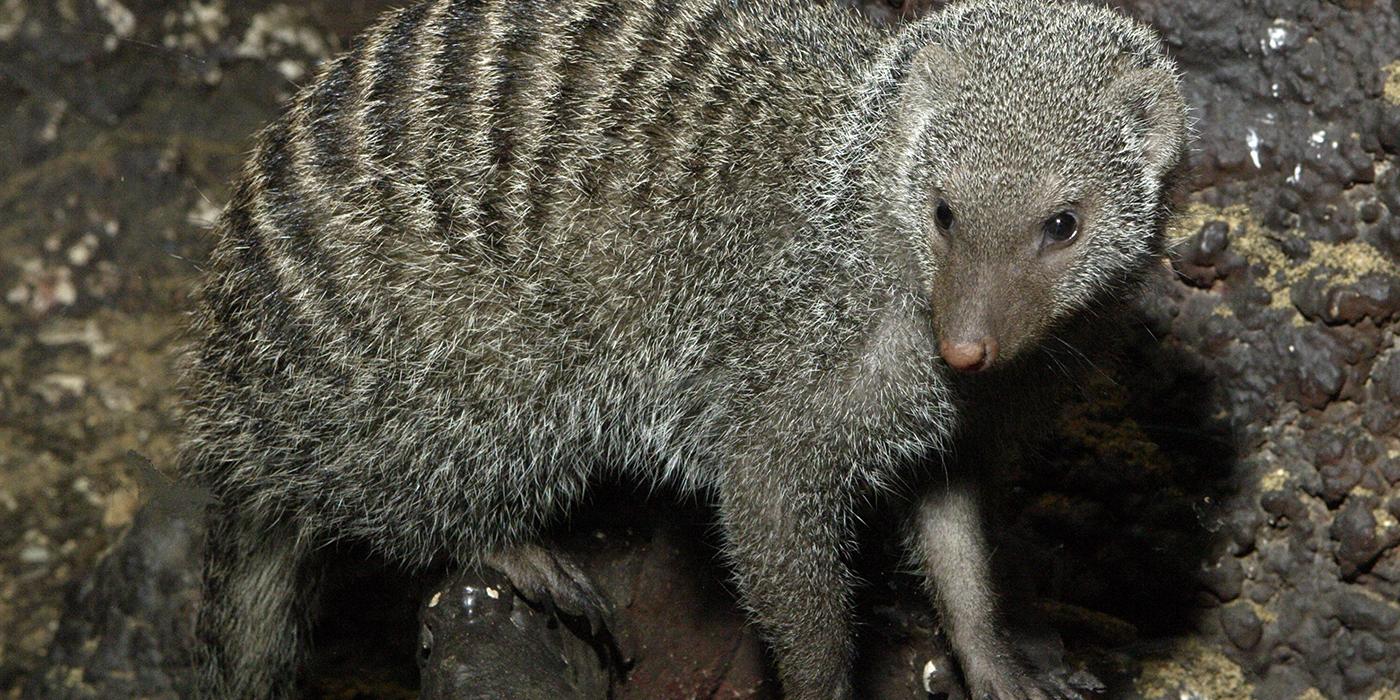 Gray-furred, long-nosed critter with numerous thin dark bands across its back