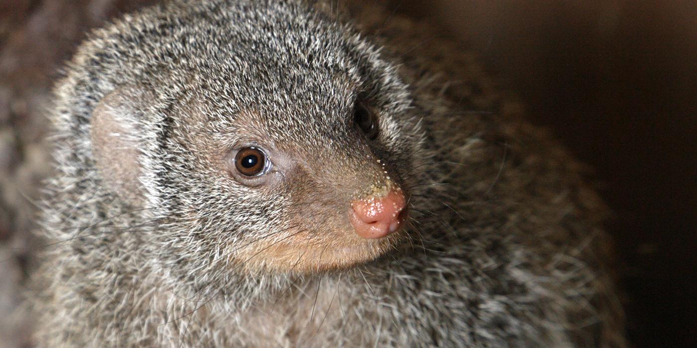 Pink-nosed, beady-eyed furry face