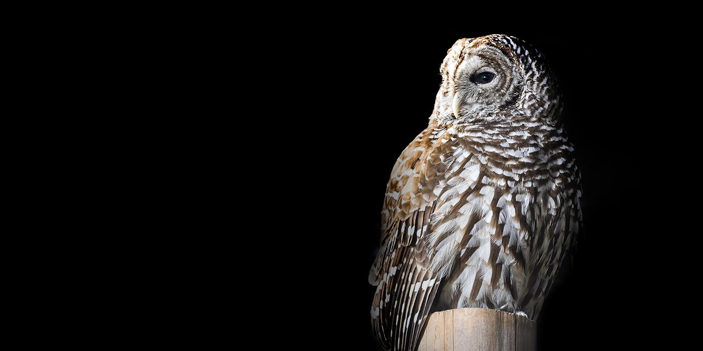 large gray and white owl sitting on a post