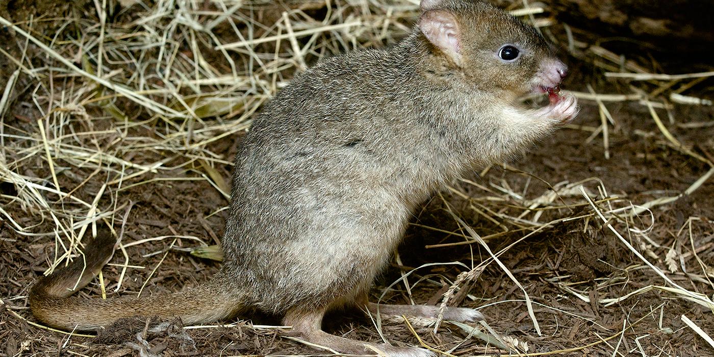 bettong holding food