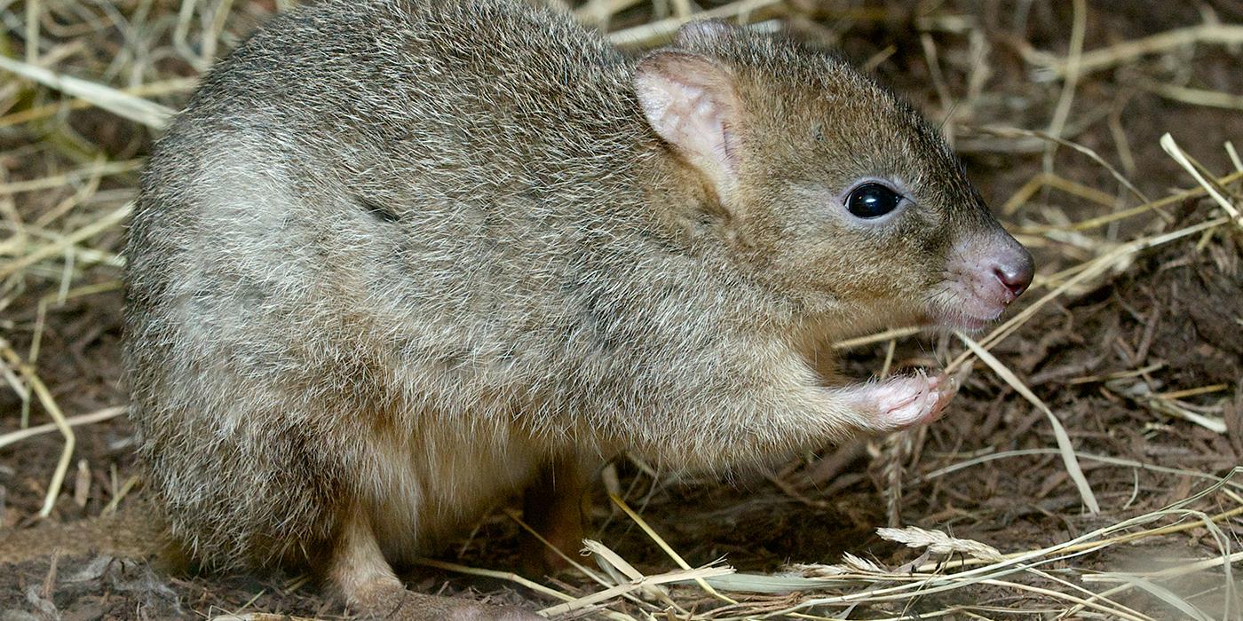 Furry brown small mammal that vaguely resembles a rabbit