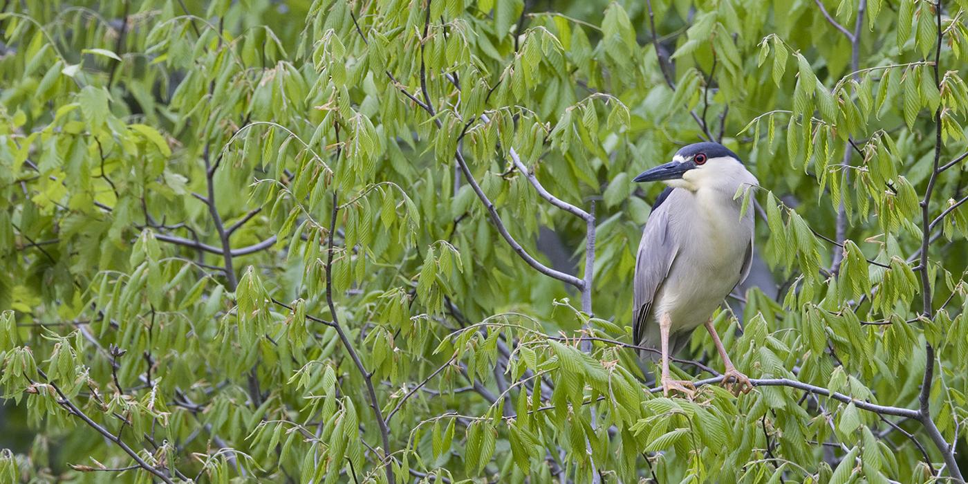 A black-crowned night heron perched in a tree surrounded by green leaves