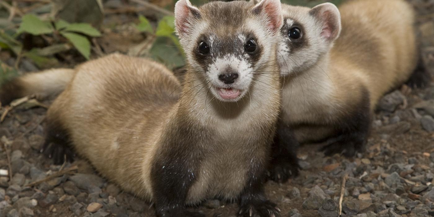 Two ferrets, one with mouth agape showing 2 sharp teeth