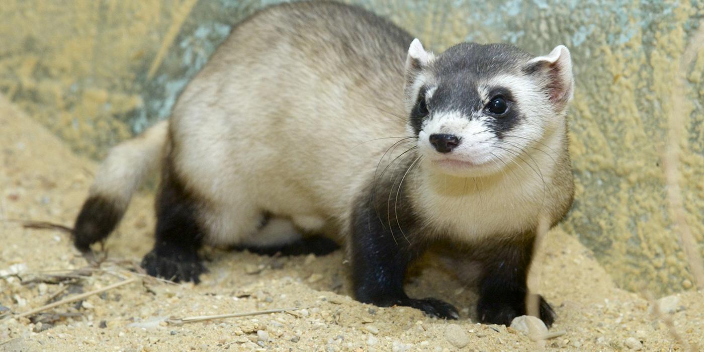 Black Footed Ferret sandy background