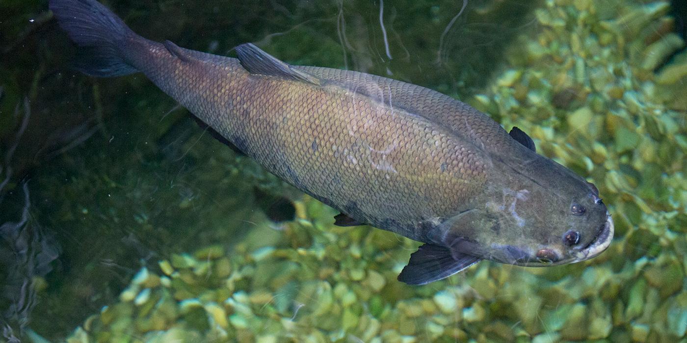 blackish fish, dorsal view showing intricate patterning of scales