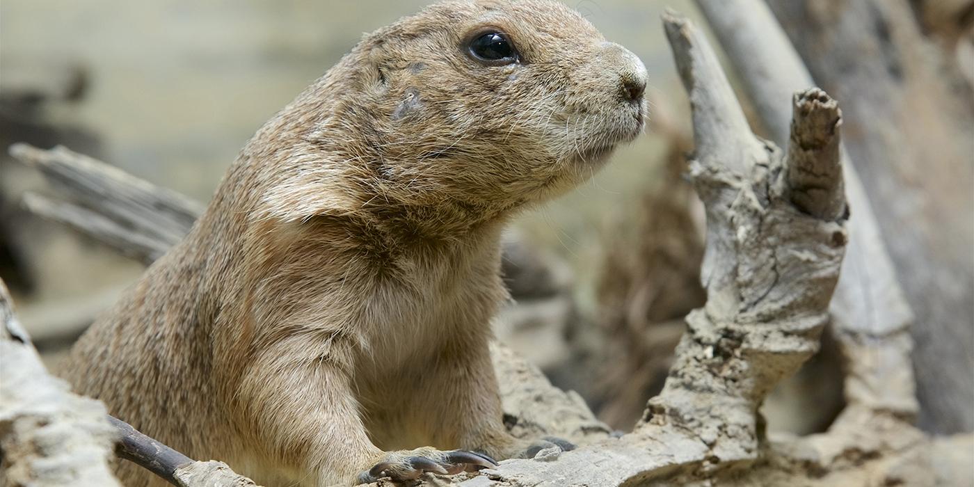 Small pale gray-brown rodent