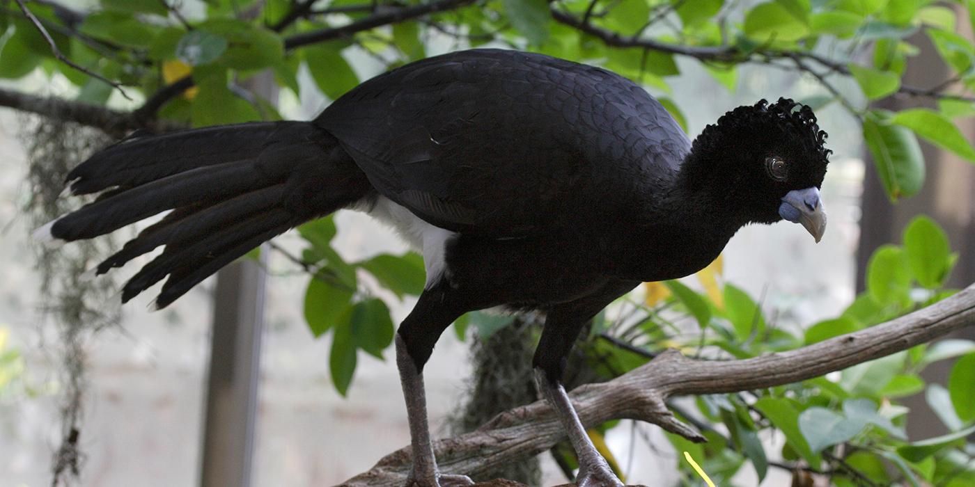 large black bird with a long tail and legs and a short, stubby bill perched on a branch