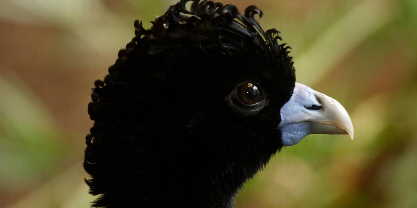 blue billed currasow on a branch