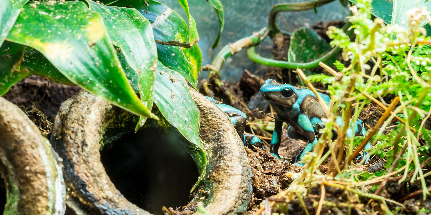 Poison Dart Frog