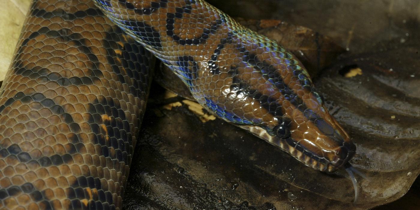 Olive snake with black outlines of circles on its back