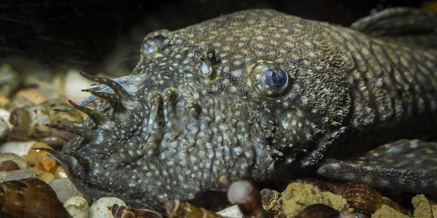 gray fish resting on gravel with tentacles on its face