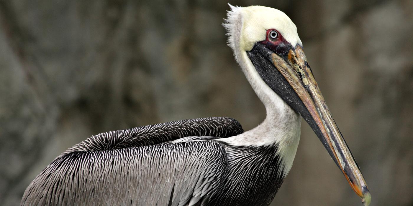 A brown pelican, with a gray-brown body, white neck and head, and long bill