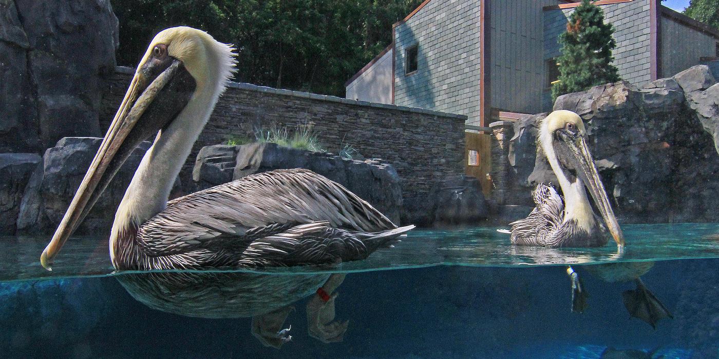 brown pelican