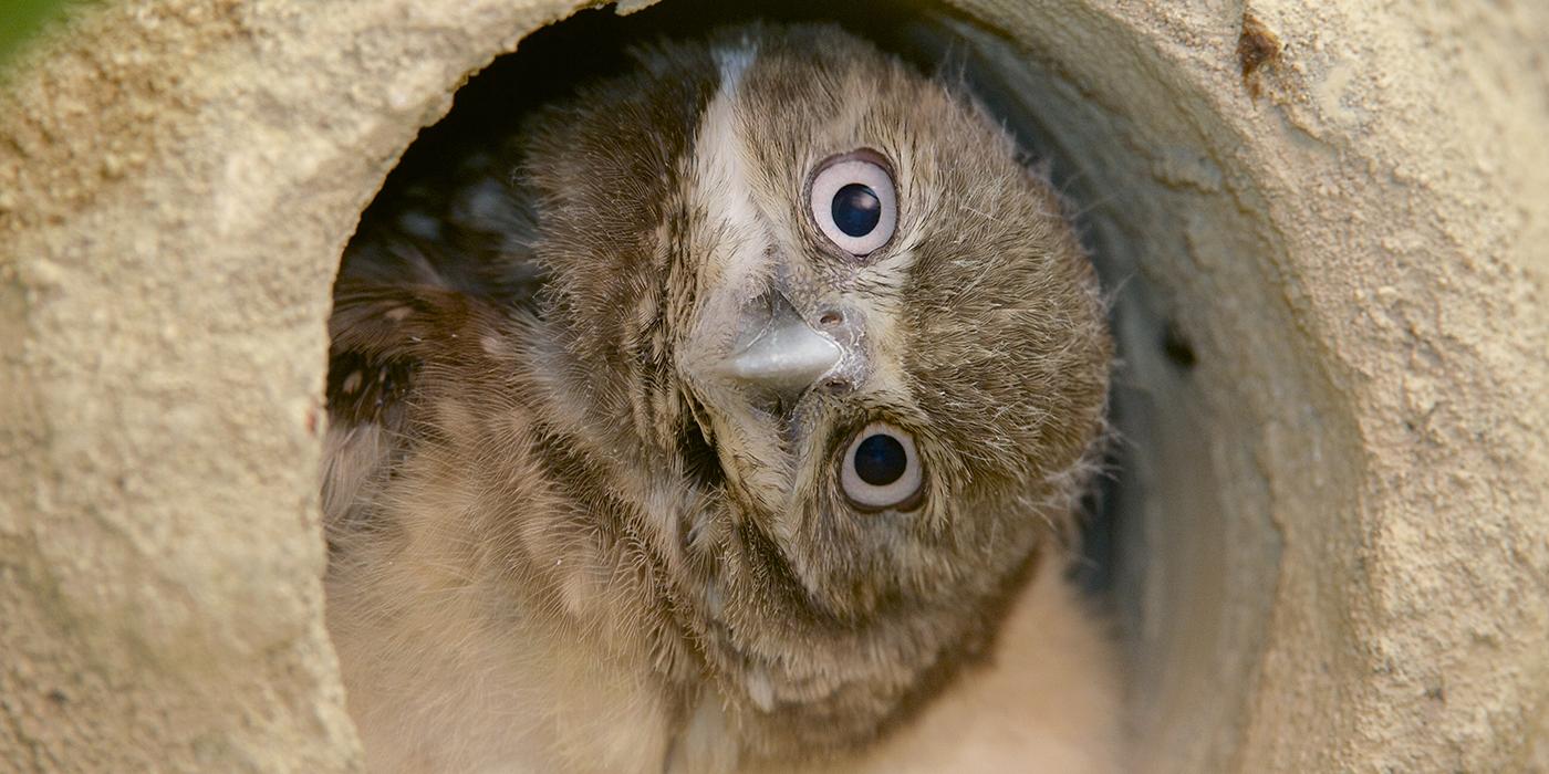 Burrowing owl