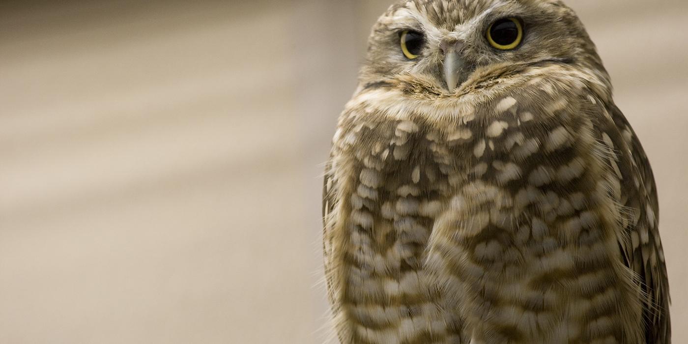 small, mottled brown and white owl standing but looking rather sleepy