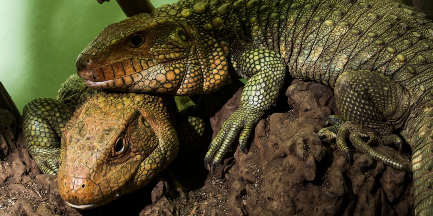 Two caiman lizards on a log