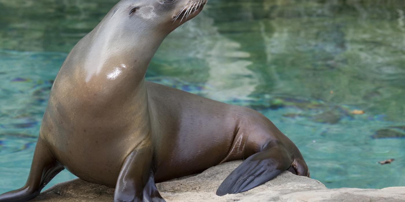 Sea lion standing on a rock with its blackish flippers visible