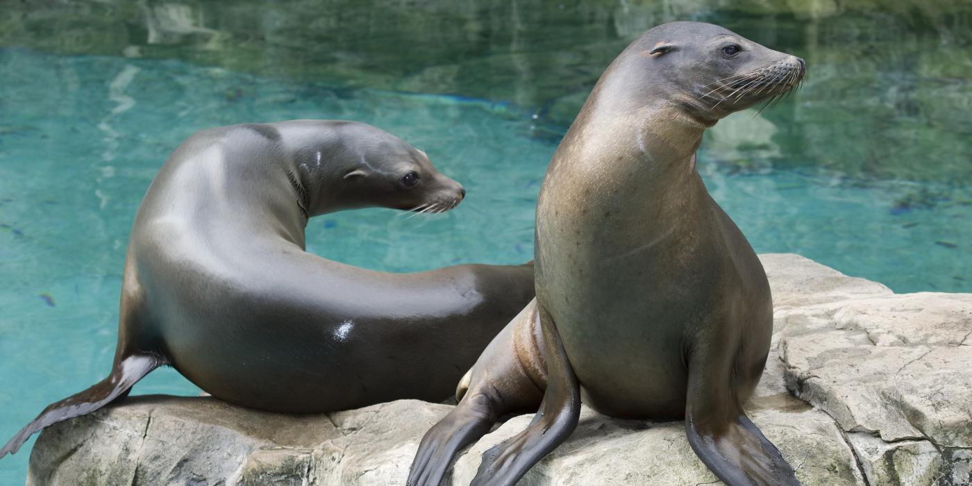 California Sea Lion